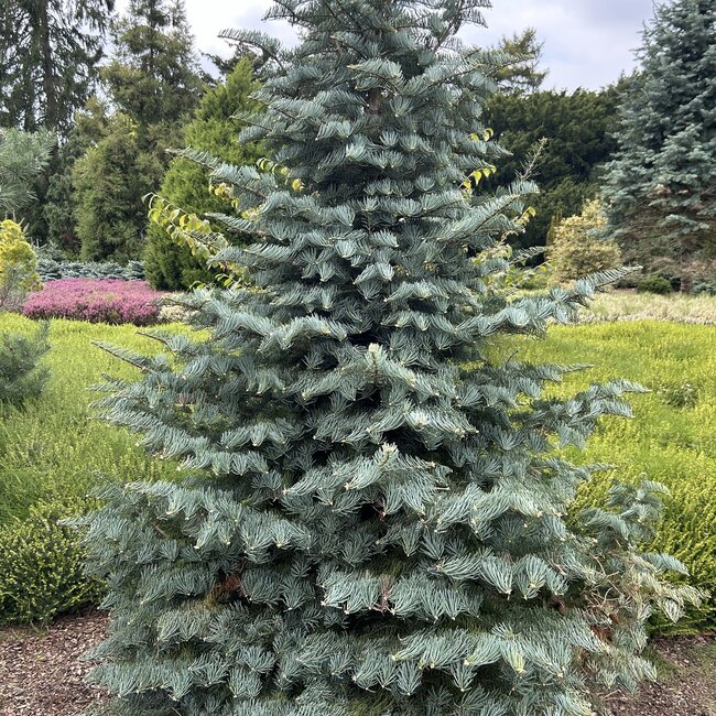 Abies concolor 'Archer's Dwarf'