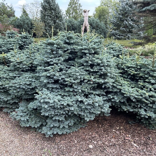Abies procera 'Procumbens'