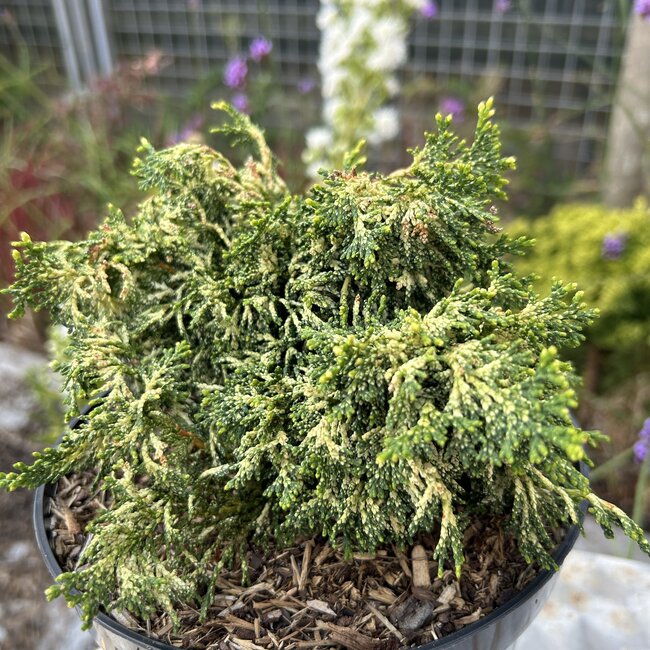 Chamaecyparis obtusa 'Mariesii'