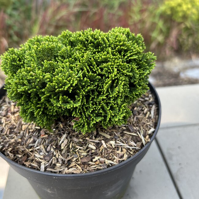 Chamaecyparis obtusa 'JR'