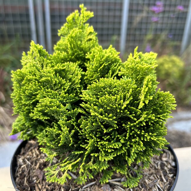 Chamaecyparis obtusa 'Jan Dekker'