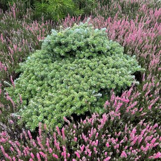 Abies koreana 'Doni Tajuso'