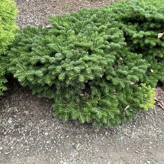 Abies nordmanniana' Munsterland'