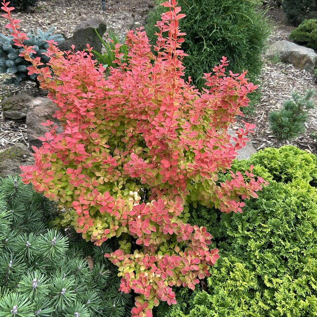 Berberis thunbergii 'Orange Ice'