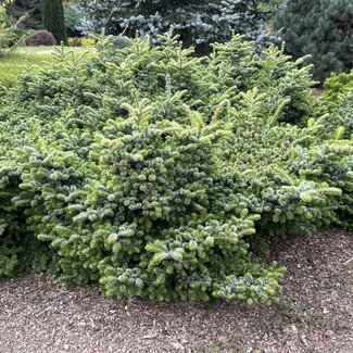 Abies veitchii 'Heddergott'