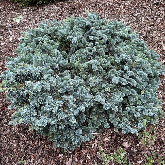 Abies procera 'Pesek'