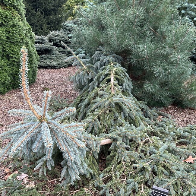 Picea pungens 'The Blues'