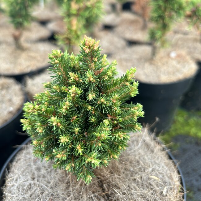 Picea abies 'Typner'