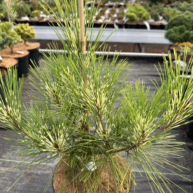 Pinus densiflora 'Oculus Draconis'