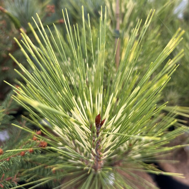 Pinus densiflora 'Oculus Draconis'