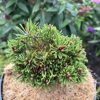 Pinus mugo 'Tuffet'