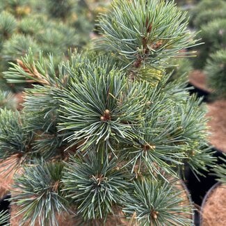 Pinus parviflora 'Karen'