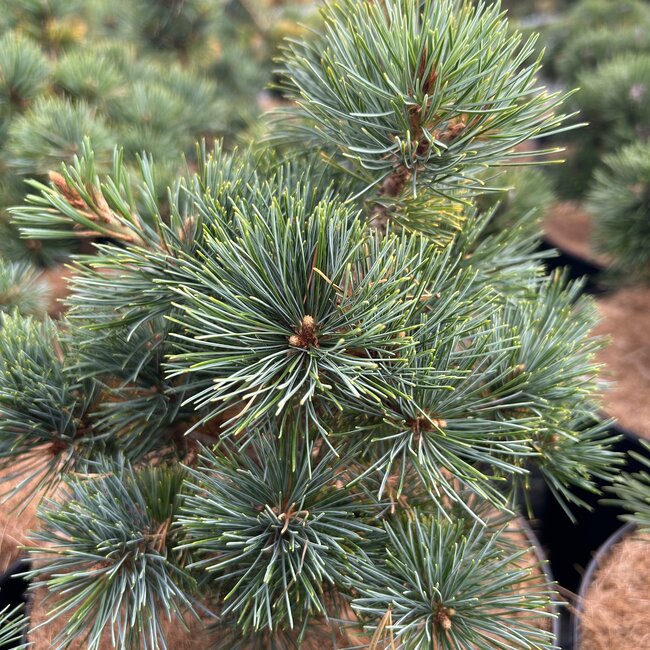 Pinus parviflora 'Karen'