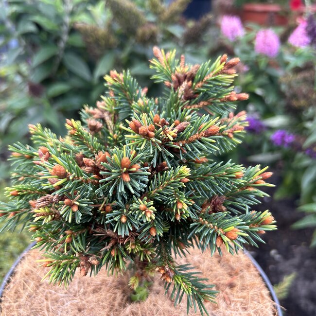 Picea abies 'Jarmila Kalousova'