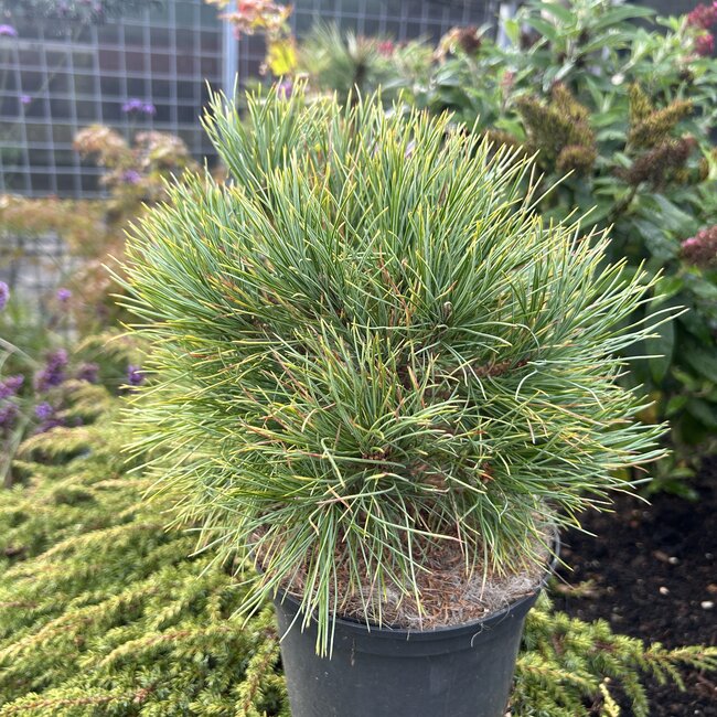 Pinus cembra 'Glauca Nana'