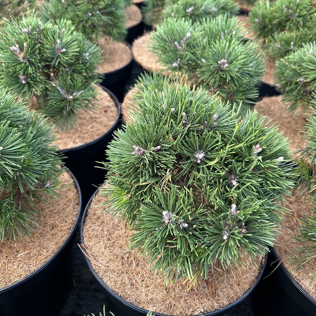 Pinus uncinata 'Grüne Welle'