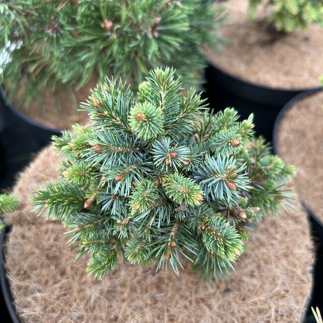 Picea sitchensis 'Papoose'