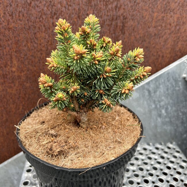 Picea abies 'Palaceck'