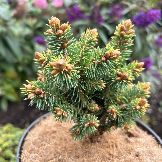Picea abies 'Palaceck'