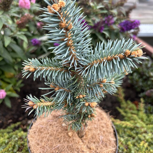 Picea pungens 'St. Mary's Broom'
