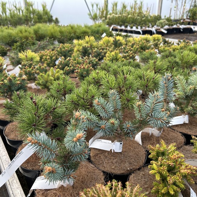 Picea pungens 'St. Mary's Broom'