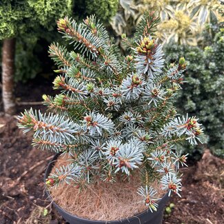 Picea omorika 'Berliner Weeper WB'