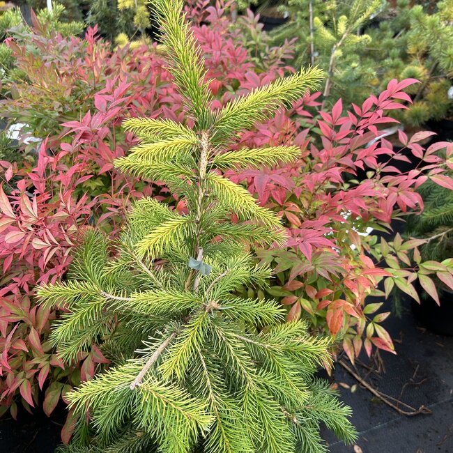 Picea omorika 'Golden Rain'