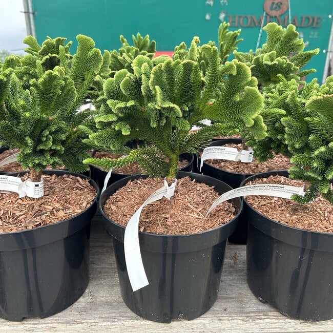 Cryptomeria japonica 'Tomahawk'