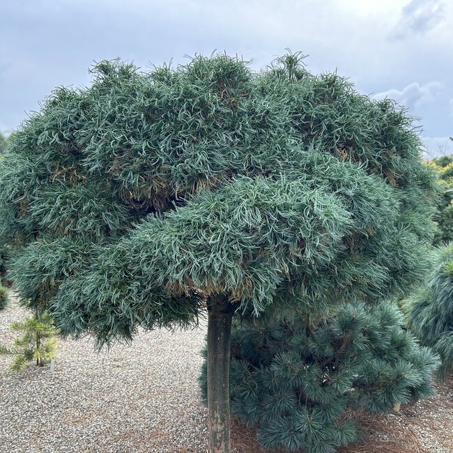 Pinus strobus 'Green Twist'