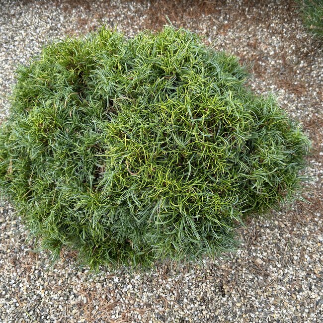 Pinus strobus 'Jamaican Curls'