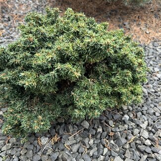 Tsuga canadensis 'Abbott's Pygmy'