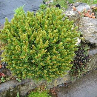 Pinus uncinata 'Jezek'