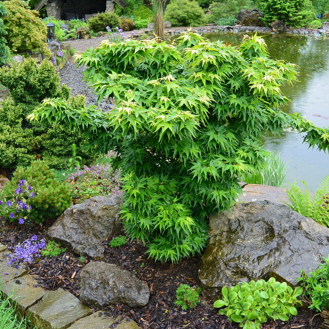 Acer palmatum 'Mikawa yatsubusa'
