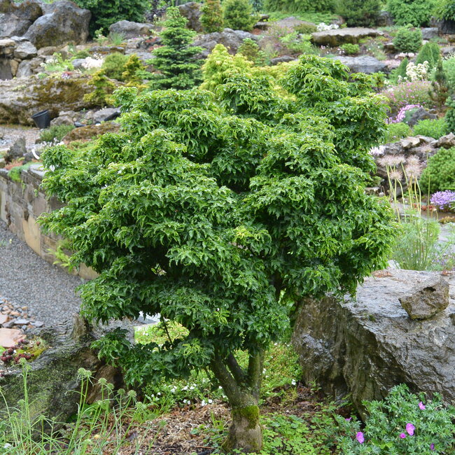 Acer palmatum 'Shishigashira'