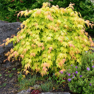 Acer palmatum 'Orange Dream'