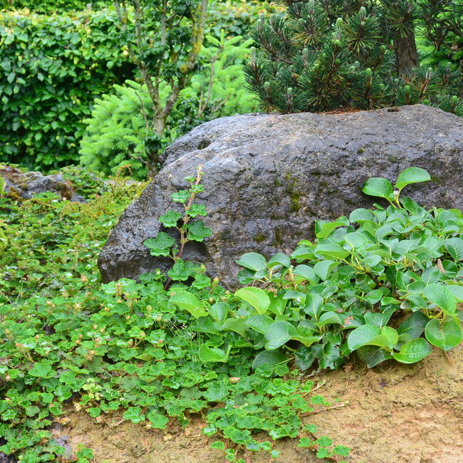 Salix x jezoensis alpina