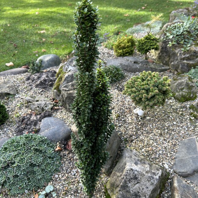 Ilex crenata 'Pencil Seedling'