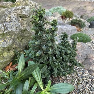 Ilex crenata 'Dwarf Pagoda'