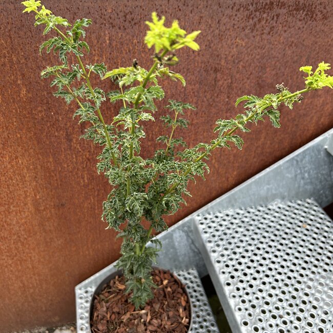 Acer palmatum 'Shishigashira'