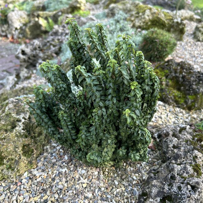 Euonymus japonicus 'Rykujo'