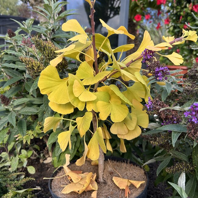 Ginkgo biloba 'Kopista'