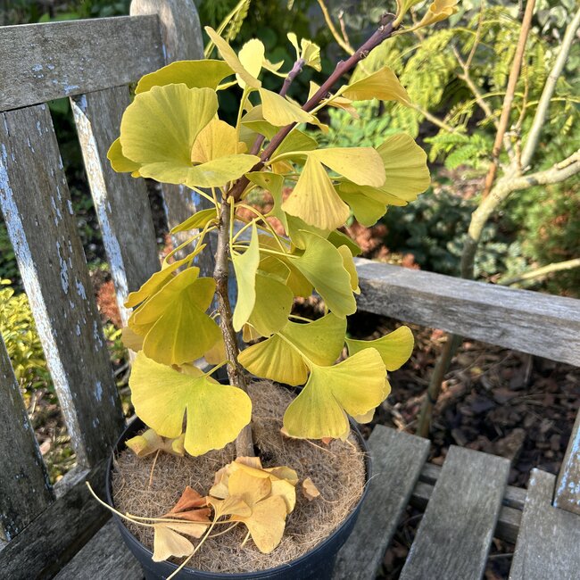 Ginkgo biloba 'Kopista'