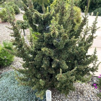 Cedrus libani 'Kenwith'