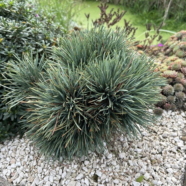 Pinus sylvestris 'Bennett Compact'