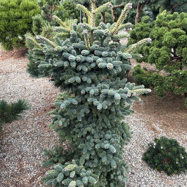 Abies pinsapo 'Atlas'