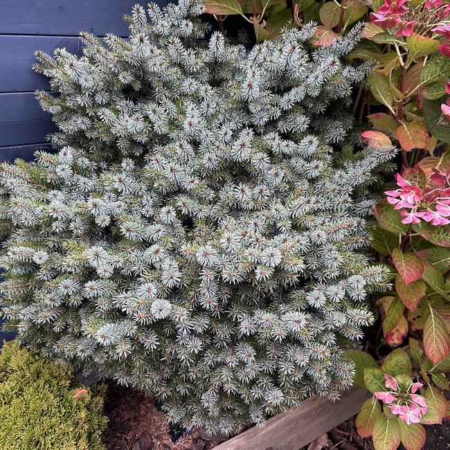 Picea omorika 'Alexandra'