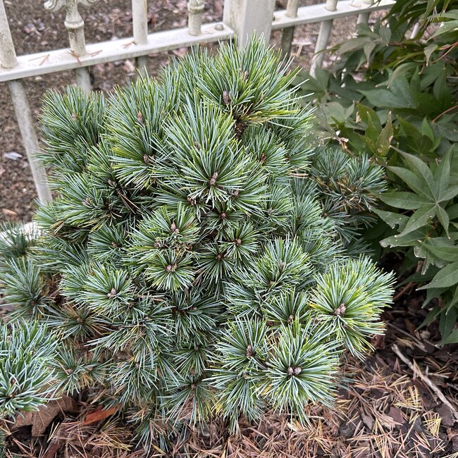 Pinus koraiensis 'Blue Ball'