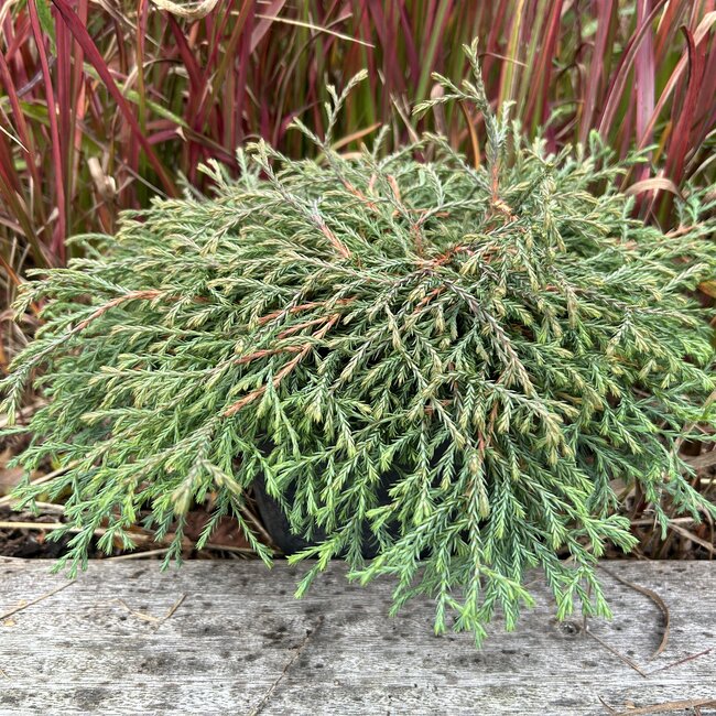 Thuja occidentalis 'Going Down'