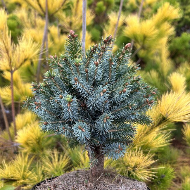 Picea sitchensis 'Papoose'