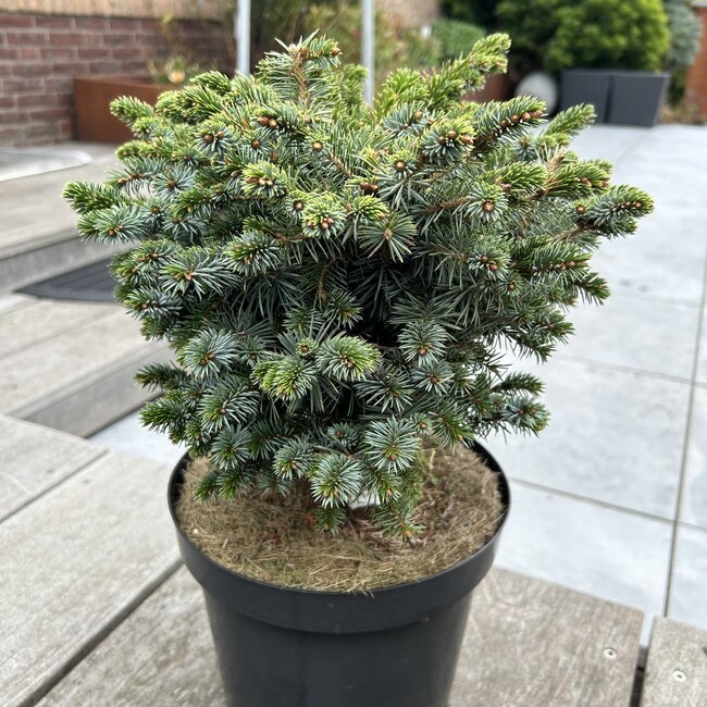 Picea sitchensis 'Tenas'